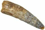 Fossil Spinosaurus Tooth - Real Dinosaur Tooth #319012-1